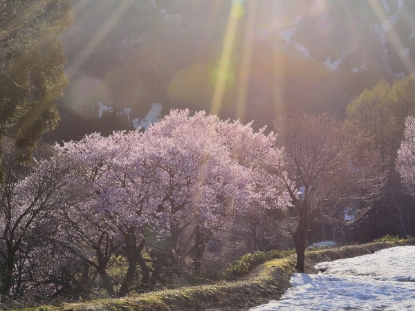 雪の積もる樽口峠